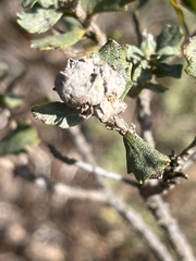 Rhopalomyia californica