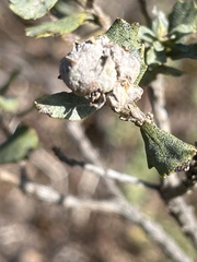 Rhopalomyia californica