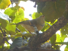 Phylloscopus pulcher