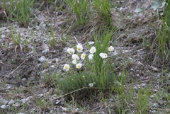 Papaver alpinum