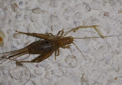 Arachnocephalus vestitus