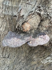 Ganoderma