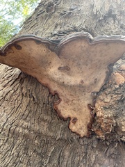 Ganoderma