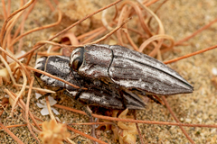 Ectinogonia roitmani