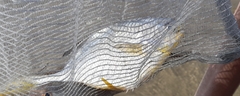 Trachinotus