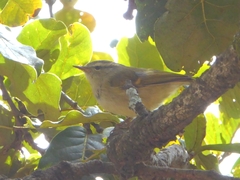Phylloscopus pulcher