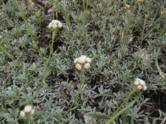 Antennaria rosea