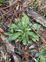 Gamochaeta americana