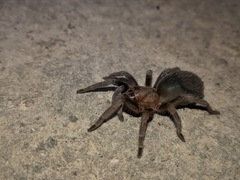 Stichoplastoris elusinus