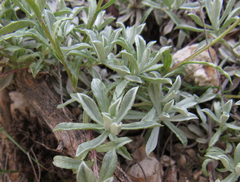 Antennaria rosea