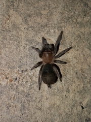 Stichoplastoris elusinus