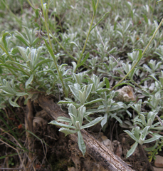 Antennaria rosea