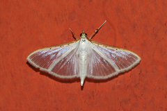 Palpita vitrealis