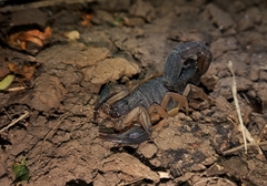 Centruroides edwardsii