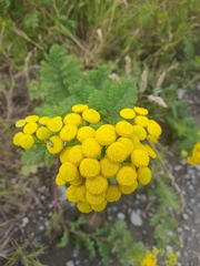 Tanacetum vulgare