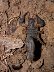 Centruroides edwardsii