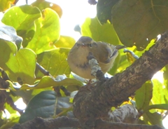 Phylloscopus pulcher