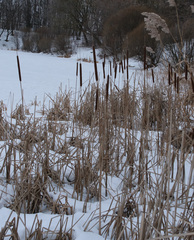 Typha angustifolia