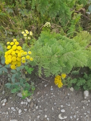 Tanacetum vulgare