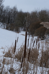 Typha angustifolia