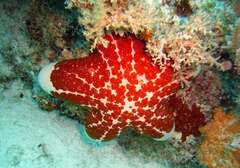 Choriaster granulatus