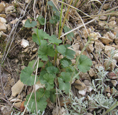 Heuchera parvifolia