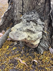 Ganoderma