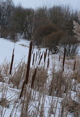 Typha angustifolia