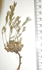 Draba norvegica