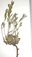 Draba norvegica