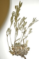 Draba norvegica