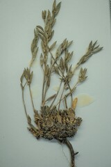 Draba norvegica