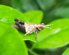 Traulia azureipennis