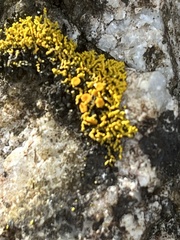 Polycauliona coralloides