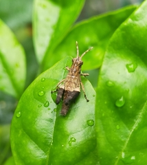 Traulia azureipennis