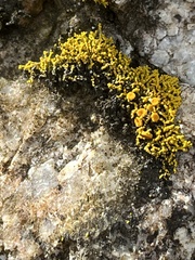 Polycauliona coralloides