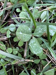 Trifolium repens