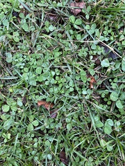 Trifolium repens
