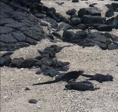 Amblyrhynchus cristatus