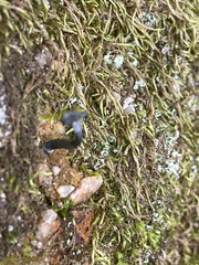 Arrhenia chlorocyanea