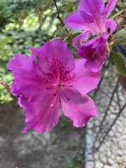 Rhododendron