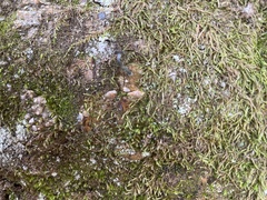 Arrhenia chlorocyanea