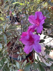 Rhododendron