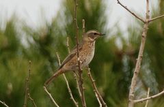 Turdus naumanni