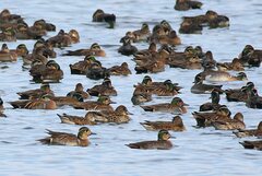 Sibirionetta formosa