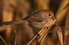 Sinosuthora webbiana