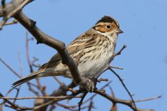 Emberiza pusilla