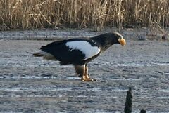 Haliaeetus pelagicus
