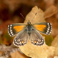 Pseudolucia chilensis