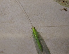 Pseudomallada prasinus